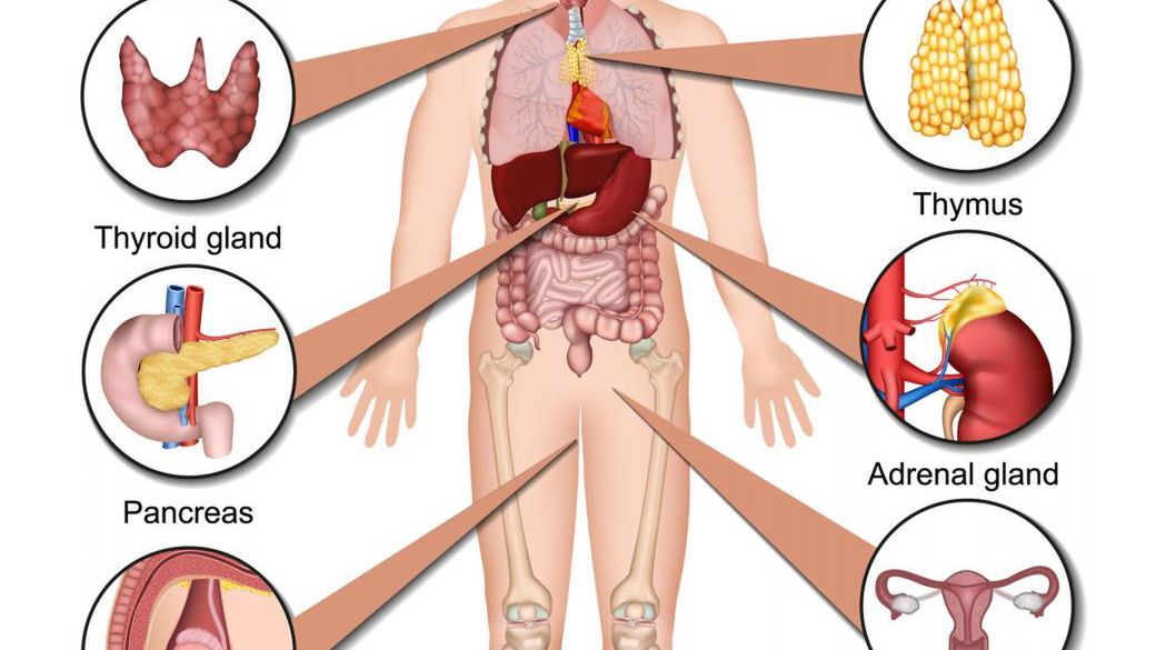 USG grasicy to badanie przesiewowe pozwalające wykryć różne odchylenia w obrębie gruczołu