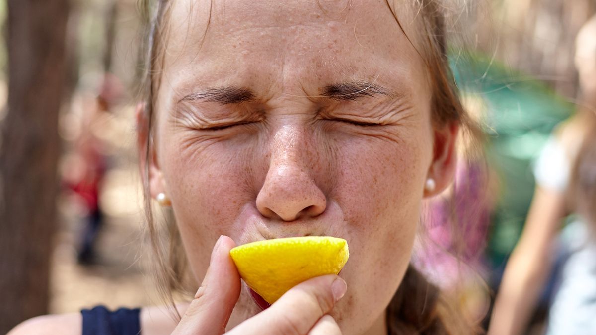 Kubki smakowe składają się z wielu komórek, układających się w twory beczkowatego kształtu