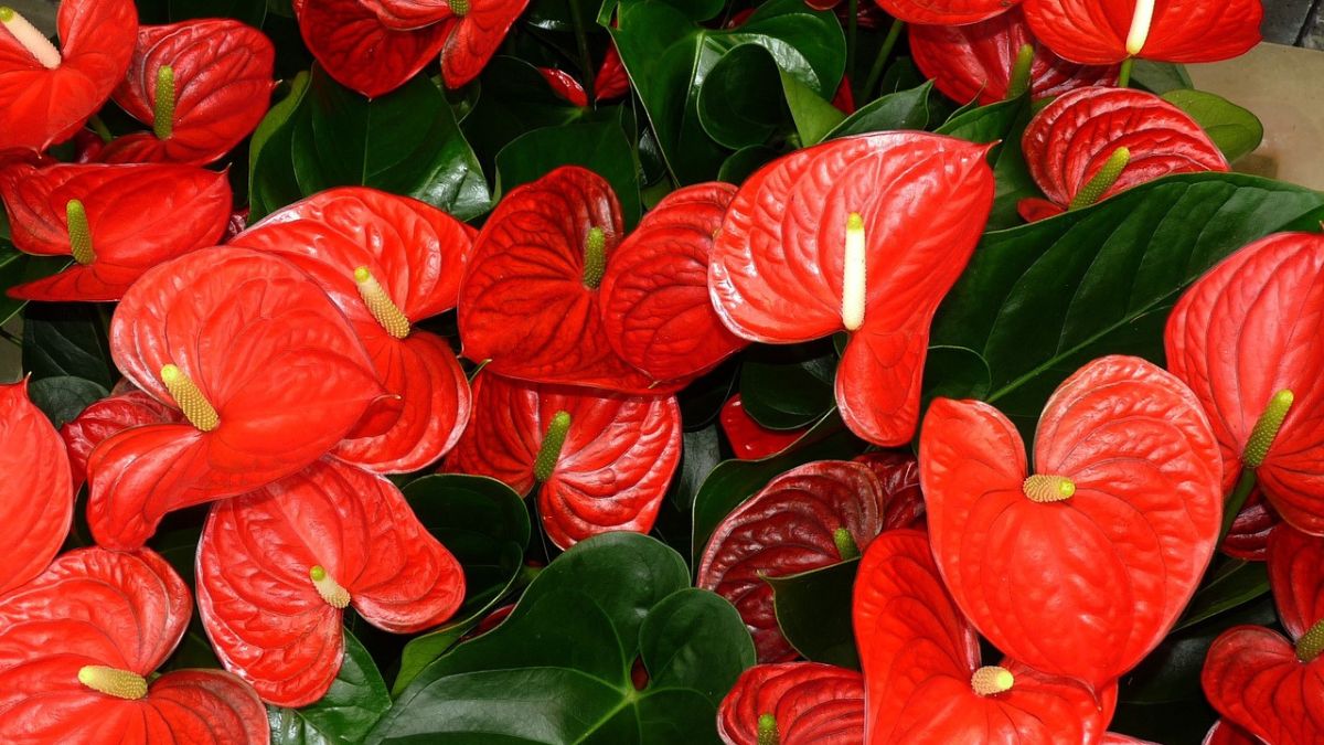 Bujne anturium.