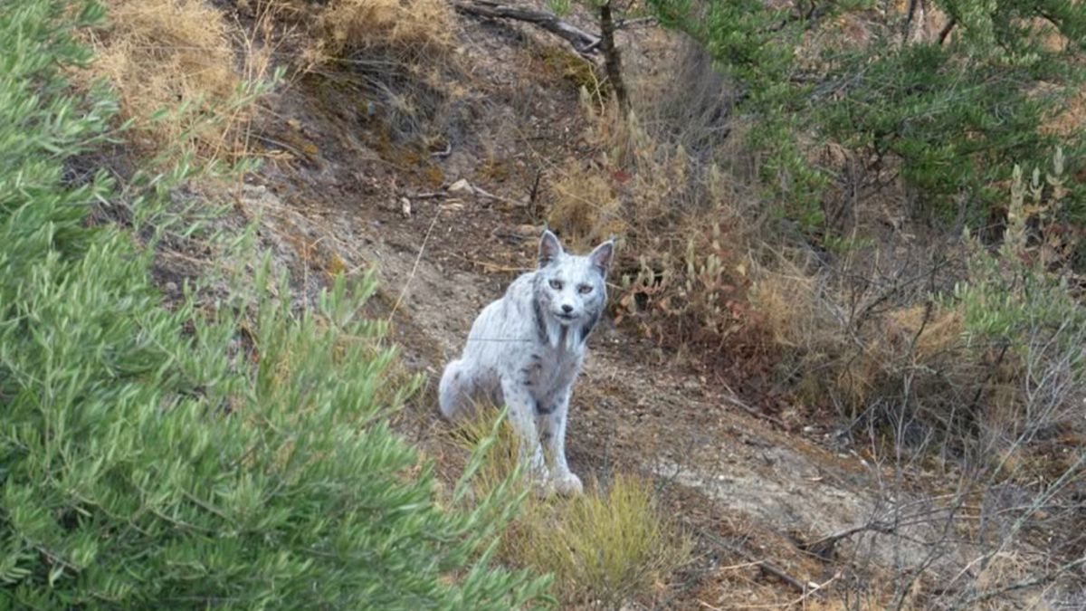 Rzadki biały ryś iberyjski widziany w Hiszpanii