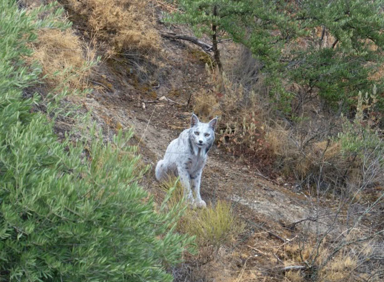 Rzadki biały ryś iberyjski pojawił się w Hiszpanii. Naukowcy badają przyczynę