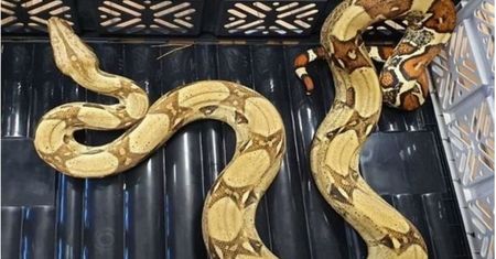 Poszedł na grzyby. Znalazł groźnego egzotycznego węża