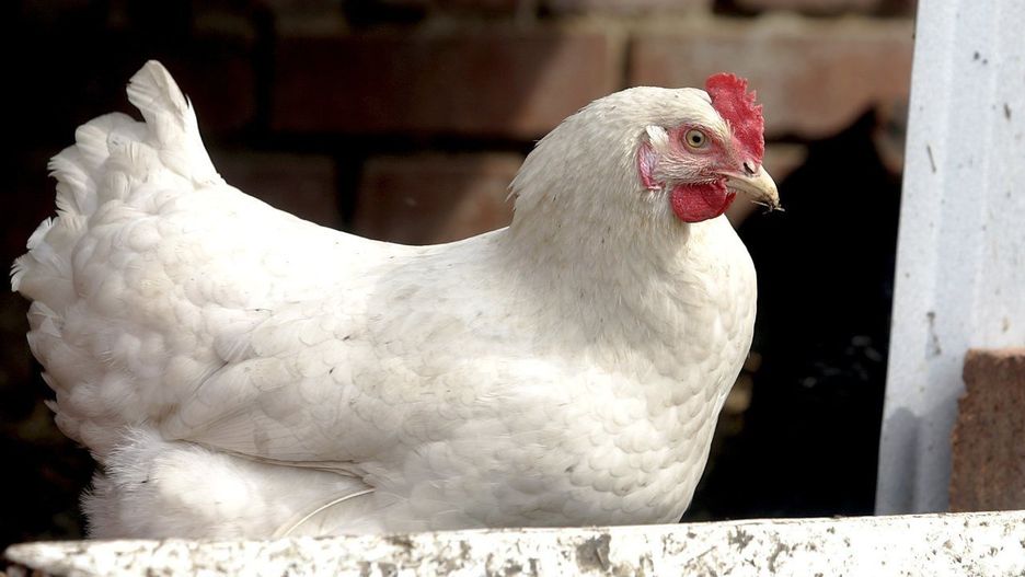 Pilny komunikat Powiatowego Lekarza Weterynarii dla hodowców drobiu z powiatu gnieźnieńskiego