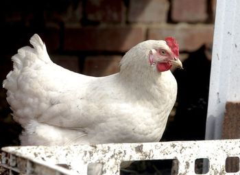 Powiat gnieźnieński: Komunikat weterynarii ws. kurek z fermy z ND