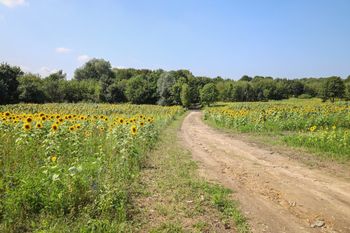 Chorzów: W Parku Śląskim powstanie farma fotowoltaiczna. "Pozwoli na oszczędności do miliona złotych rocznie"