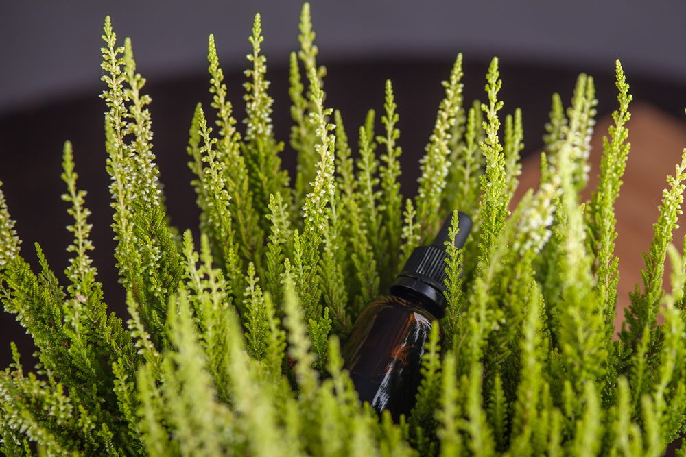 Wrzos pozytywnie działa na włosy i skórę