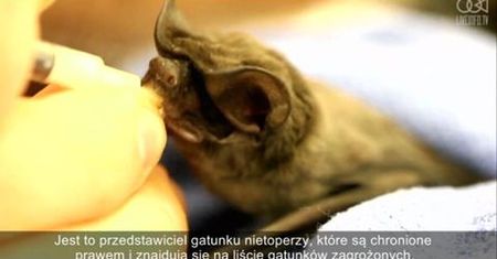 Opieka nad rzadkim nowo narodzonym nietoperzem