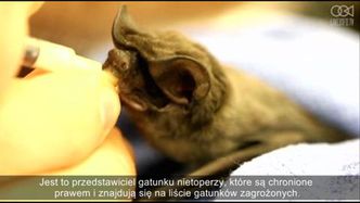 Opieka nad rzadkim nowo narodzonym nietoperzem