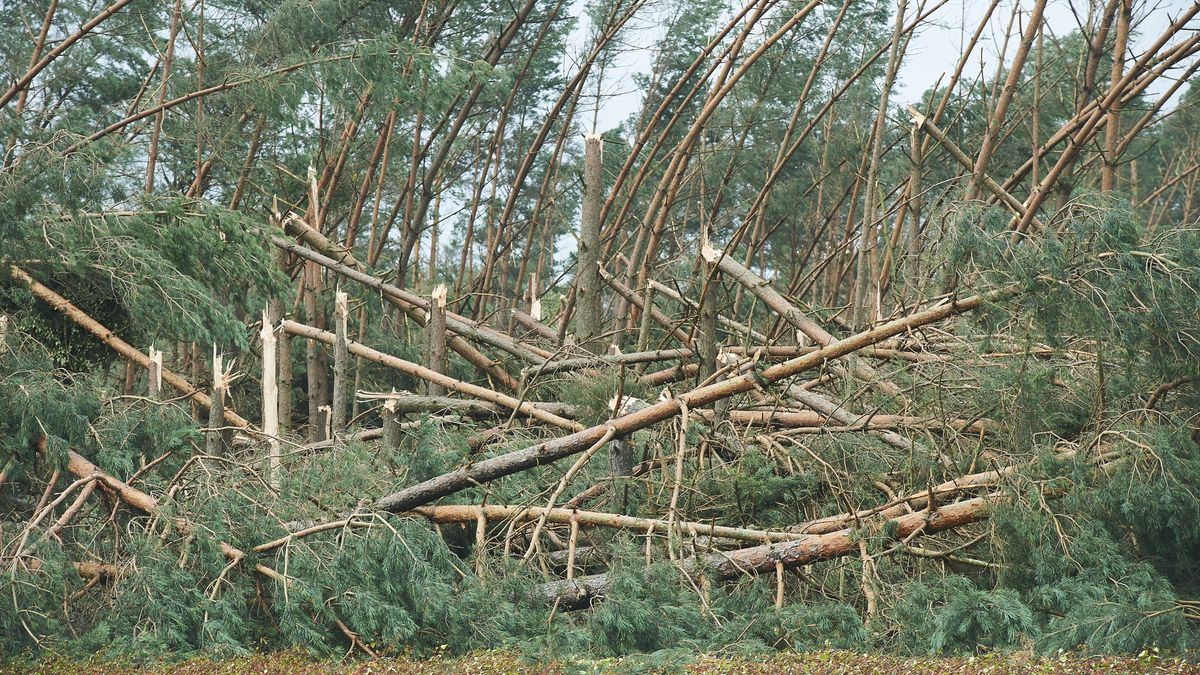 Niekiedy konieczne były powtórne naprawy linii, gdyż po usunięciu uszkodzeń inne drzewa ponownie spadały na przewody