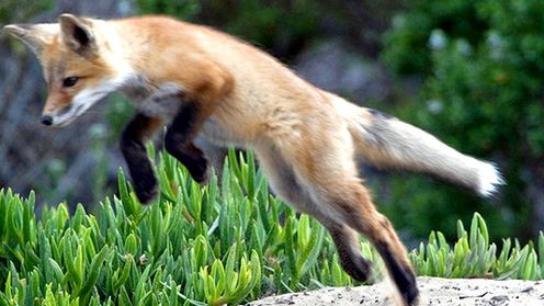 Czego brakuje Firefoksowi? [Waszym zdaniem] 1