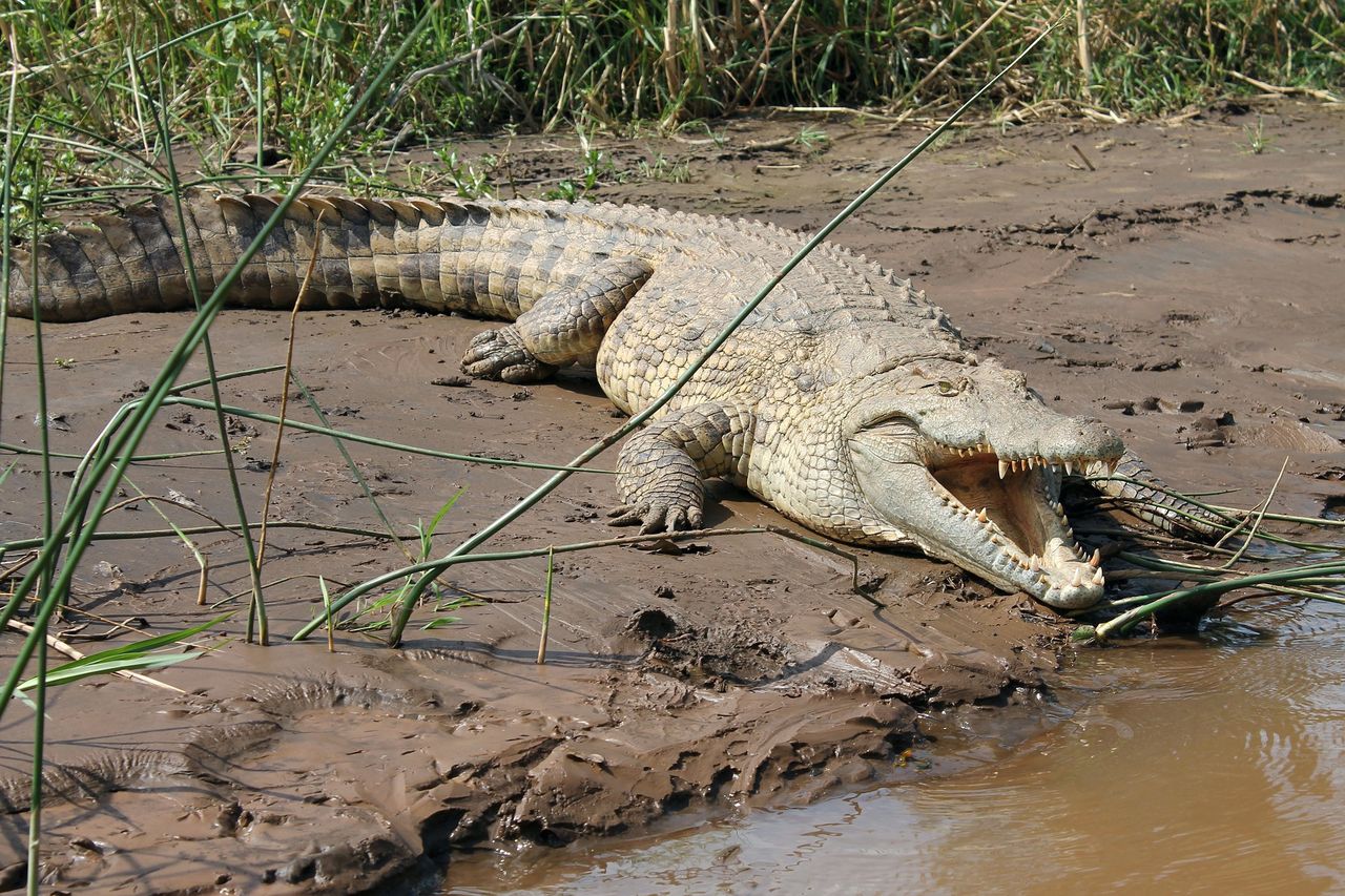 Floods force Thai breeder to kill over 120 endangered crocodiles