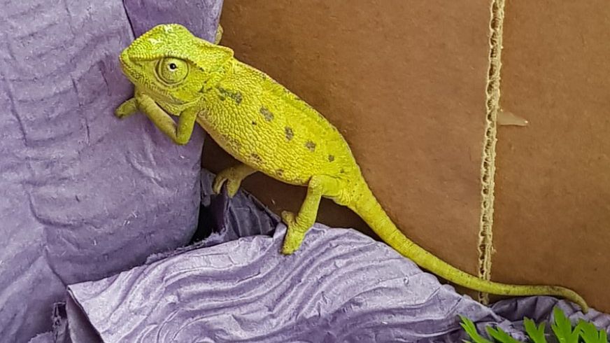 Pasażer na gapę w kalafiorze 