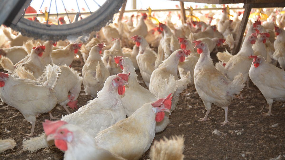 W Niemczech, tuż przy granicy z Polską pojawiło się ognisko ptasiej grupy