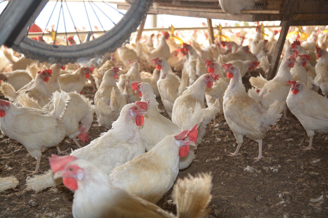 From poultry to humans and cows, the deadly avian flu threat looms