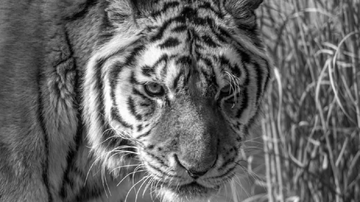 Zoo Łódź przekazało smutne wieści.