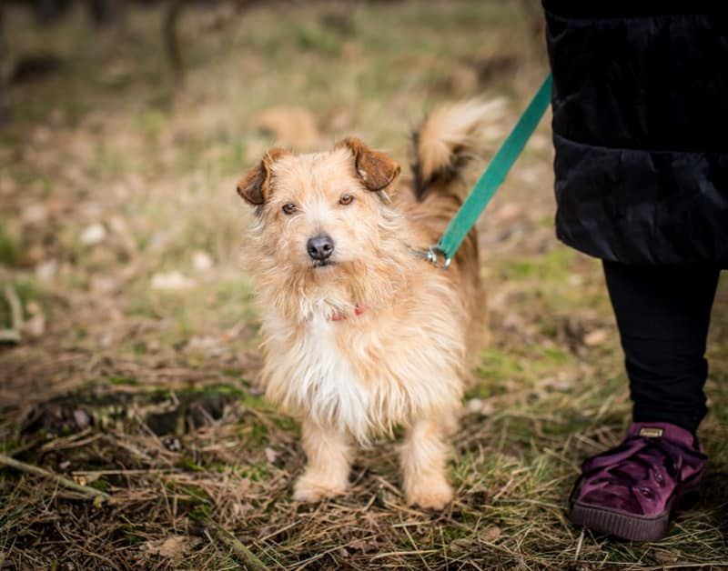 Jak przygotować się do adopcji psa lub kota? Pracownicy schroniska w Pile podpowiedzą!