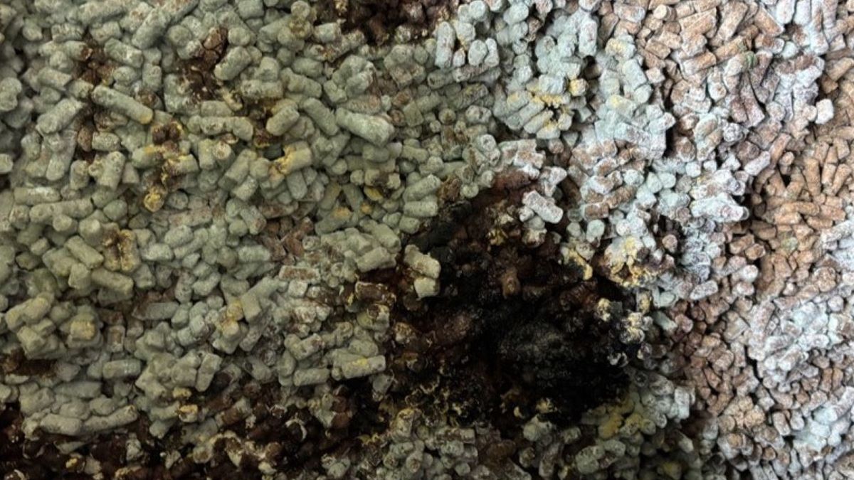 280 ton spleśniałej śruty zatrzymano na granicy