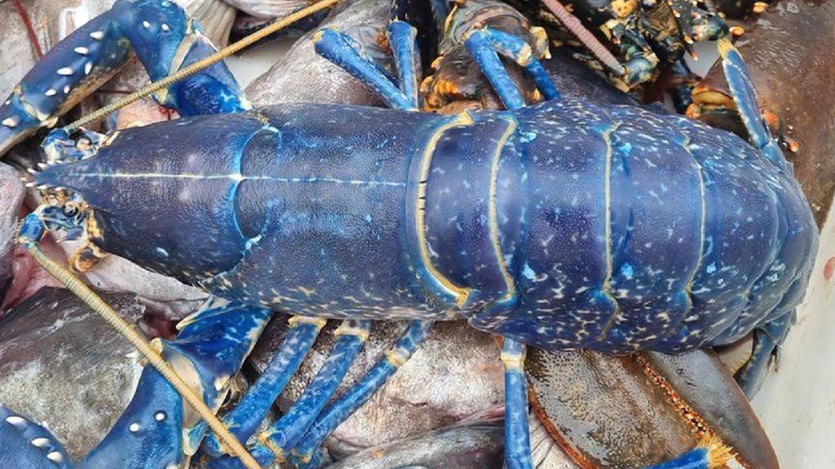 W Szkocji wyłowiono niebieskiego homara