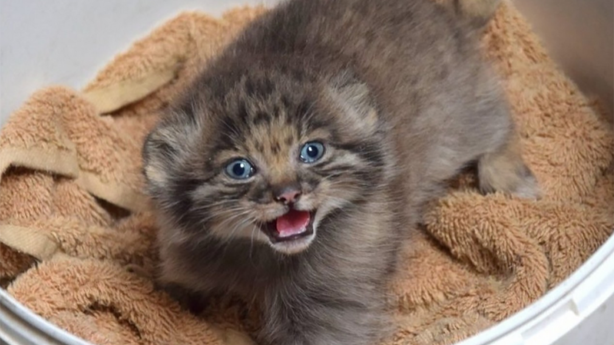 Z zoo w Poznaniu uciekł manul stepowy