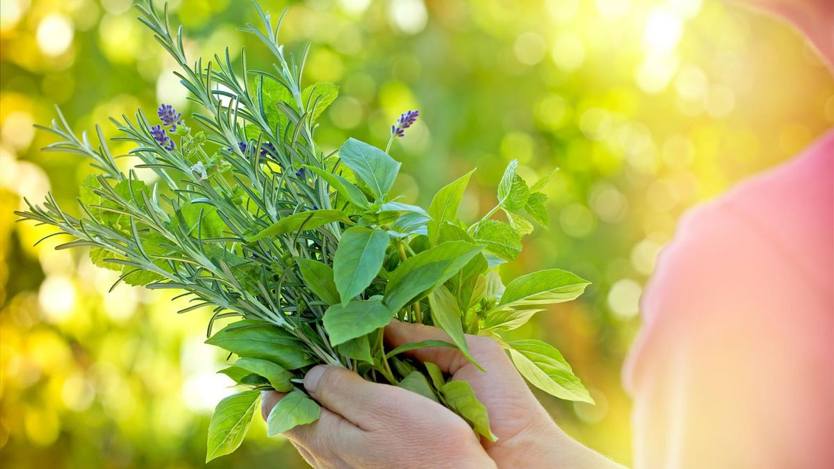 Zioła na nadciśnienie. Sprawdź, które wybierać