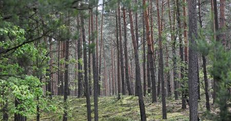 "Smok Kampinoski". Niezwykły okaz w Parku Narodowym