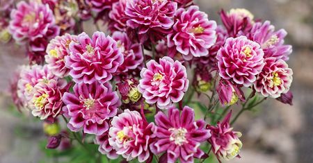 Baśniowe kształty. Zapomniany kwiat wraca do łask