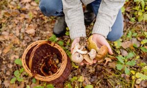 Wiosenne grzyby. Przy ścieżkach już rosną. Zbierają pełne kosze