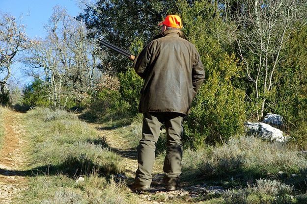 Myśliwi mylą dziki z psami, kotami, a nawet ludźmi. Jak oni to robią?