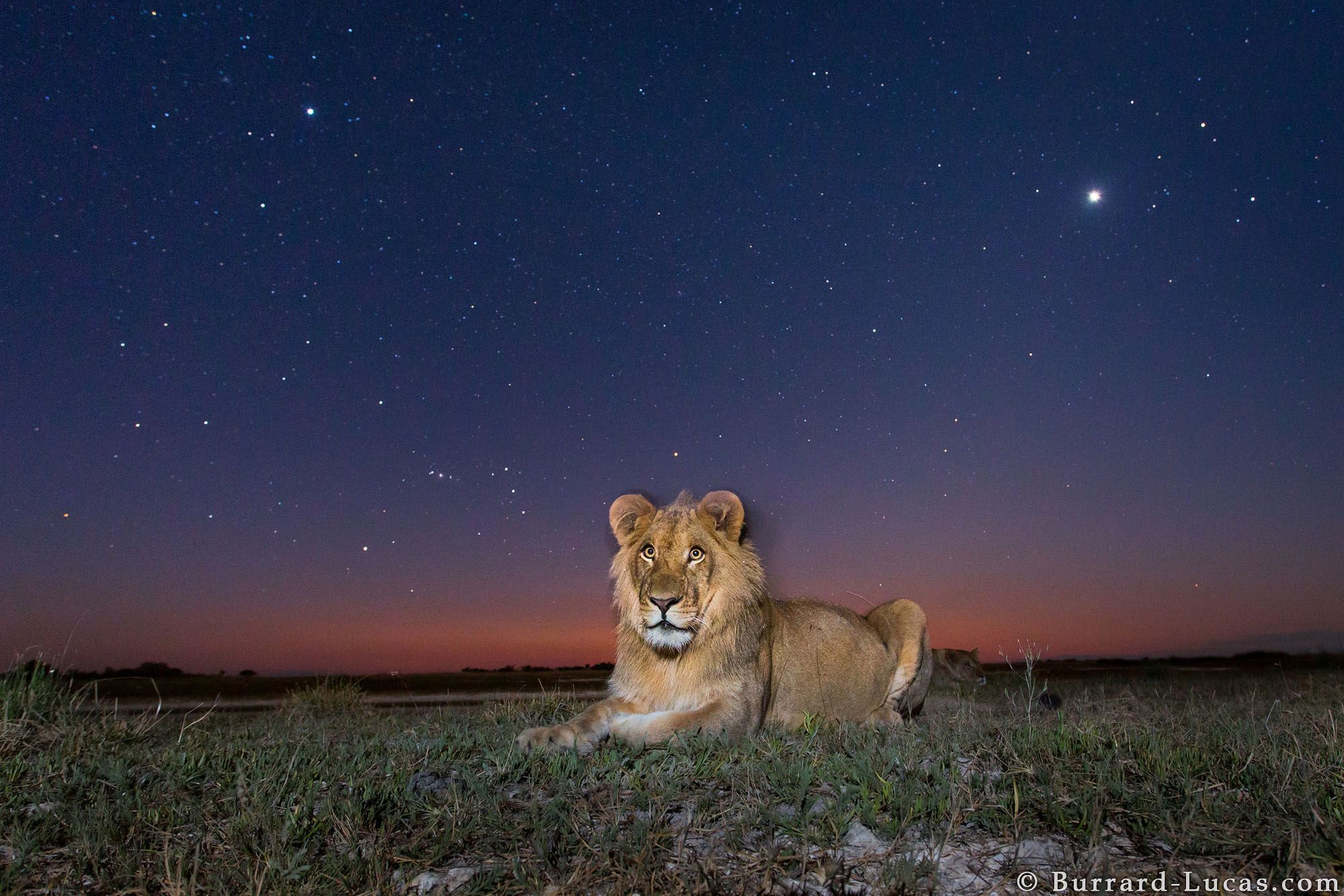 Nocne życie dzikich zwierzęt na tle rozgwieżdżonego nieba, czyli Will Burrard-Lucas i jego foto-pułapki 2
