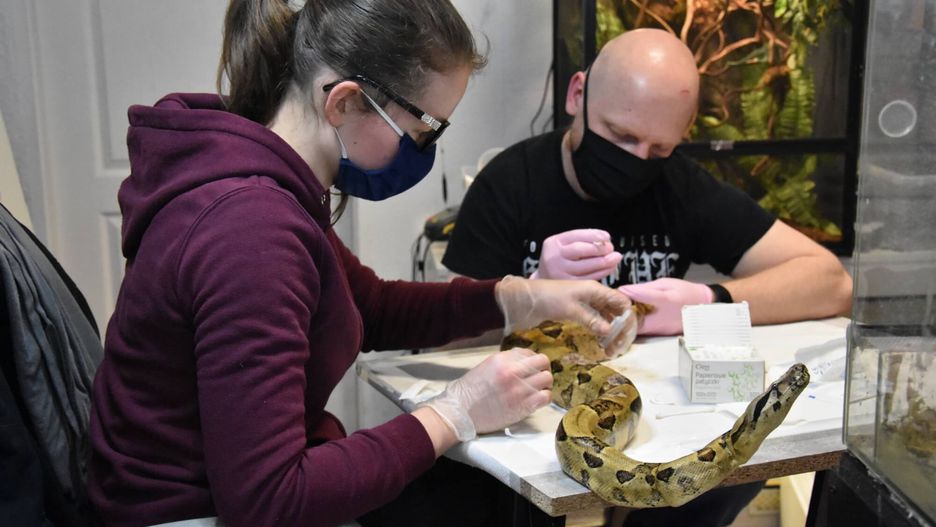 Słupsk. Trwa zbiórka pieniędzy na leczenie pogryzionego przez szczura węża boa