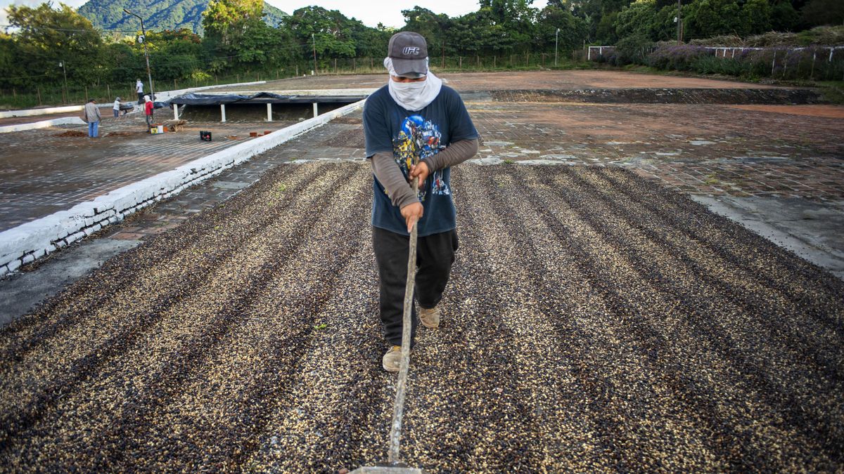 El Carmen State Organic Coffee brand plantations and distribution in Concepcion de Ataco El Salvador Central America. Ruta De Las Flores, Department Of Sonsonate.   Roasted coffee beans. This nation is one of the main producers and exporters of coffee. (Photo by: Sergi Reboredo/VWPics/Universal Images Group via Getty Images)