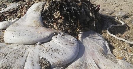 Spacerowała brzegiem plaży. Na ten widok jej pies jakby oszalał