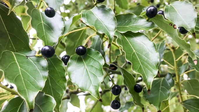 Kamfora jest pozyskiwana  z drewna cynamonowca kamforowego.