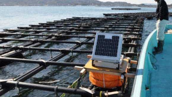 Dlaczego Japończycy słuchają ostryg? 1