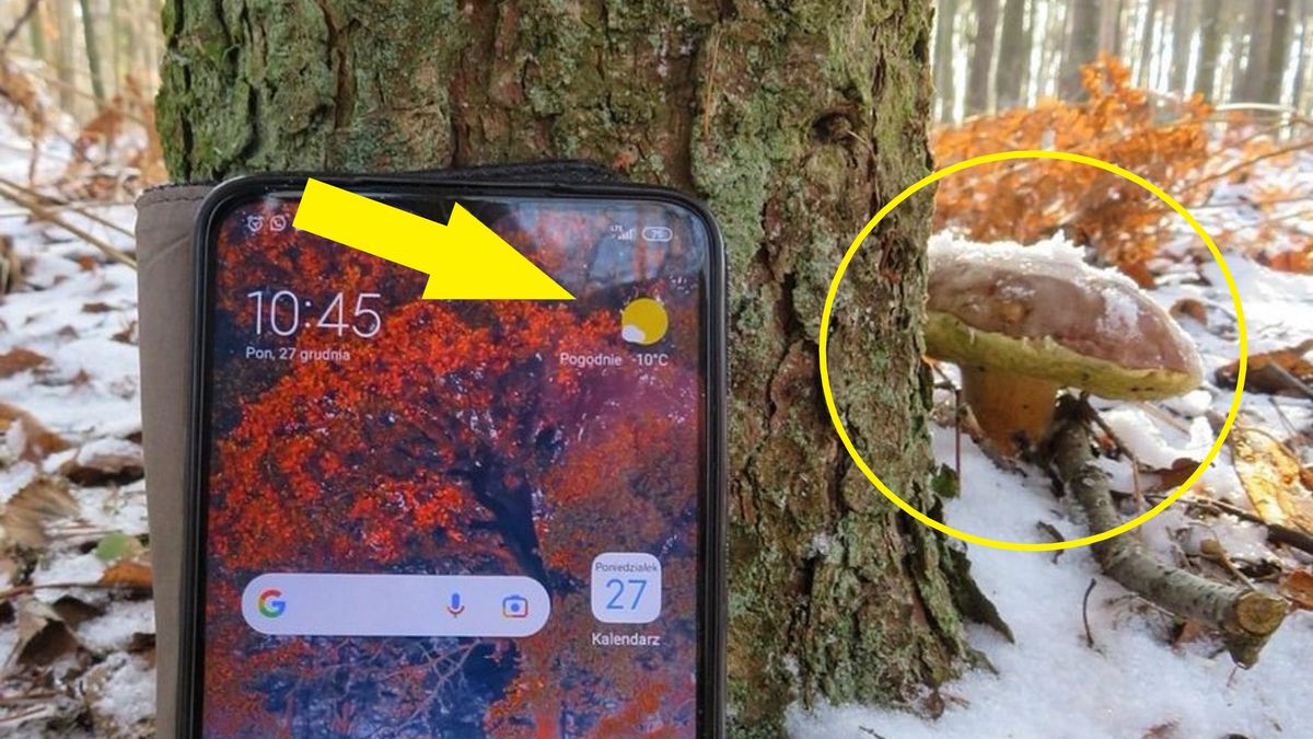 Na terenie Nadleśnictwa Lubliniec (woj. śląskie) leśnik znalazł dwa podgrzybki.