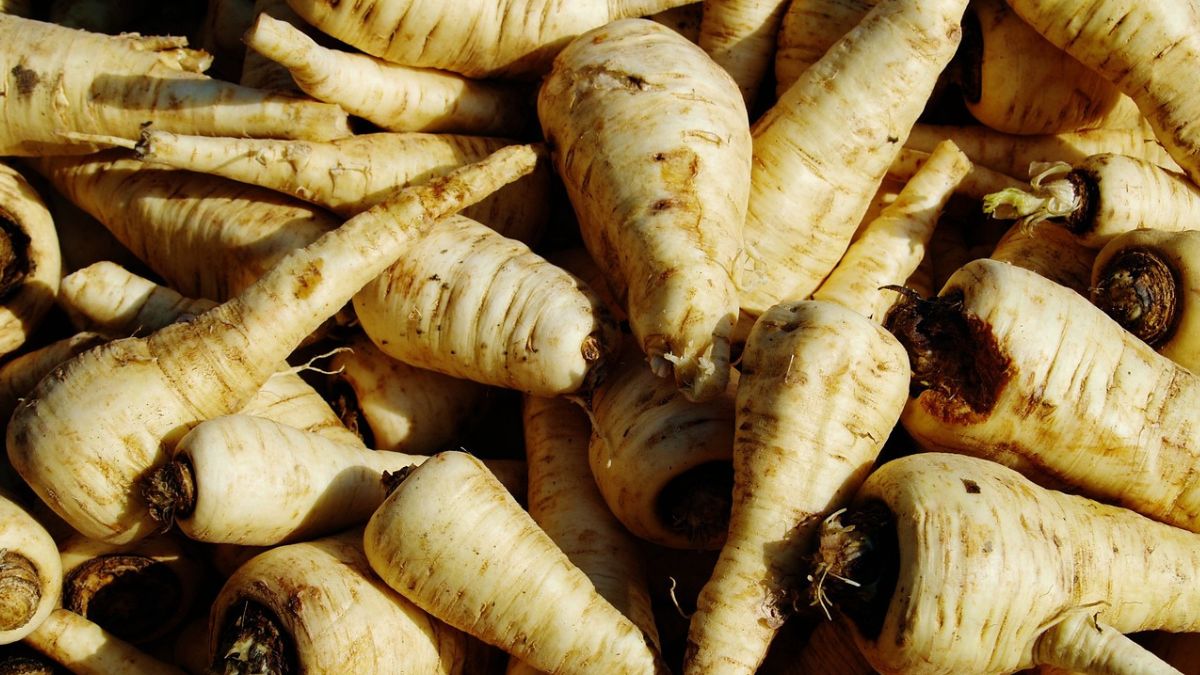 Pietruszka korzeniowa