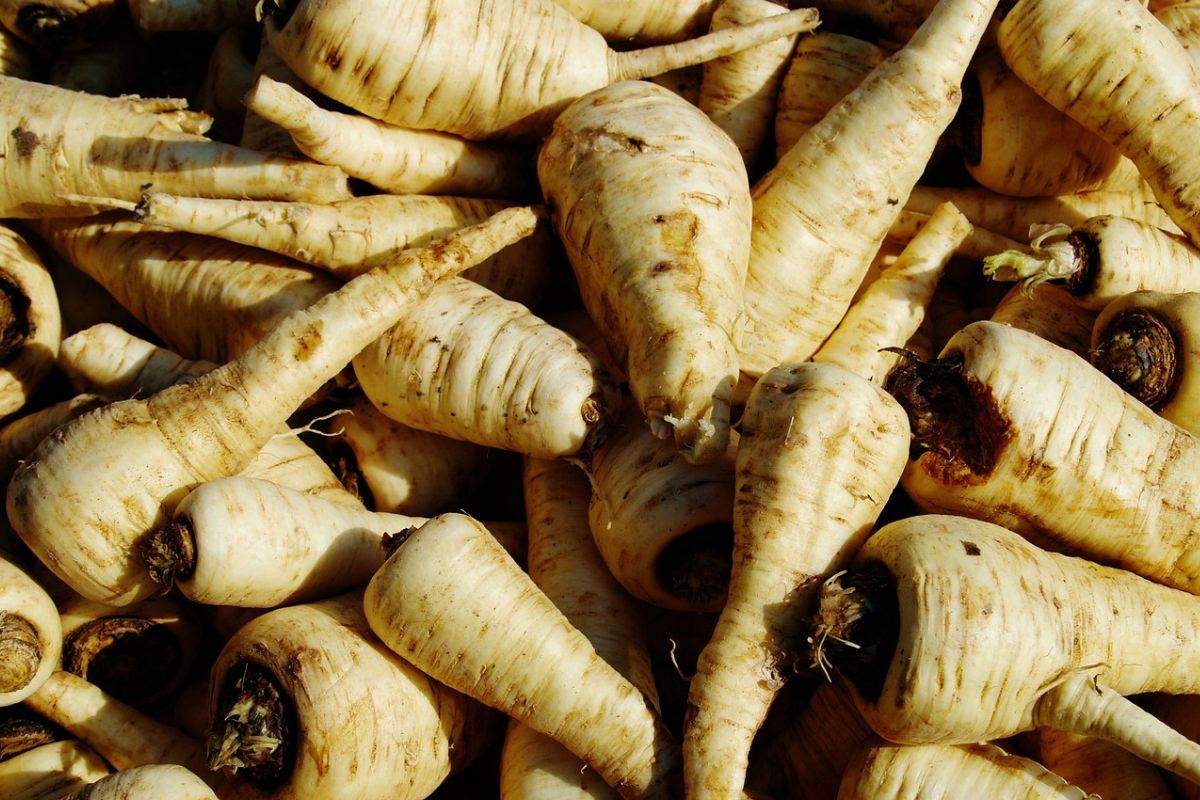 Pietruszka znów bije rekordy. Niektórzy ją fałszują, wciskając tańszą podróbkę