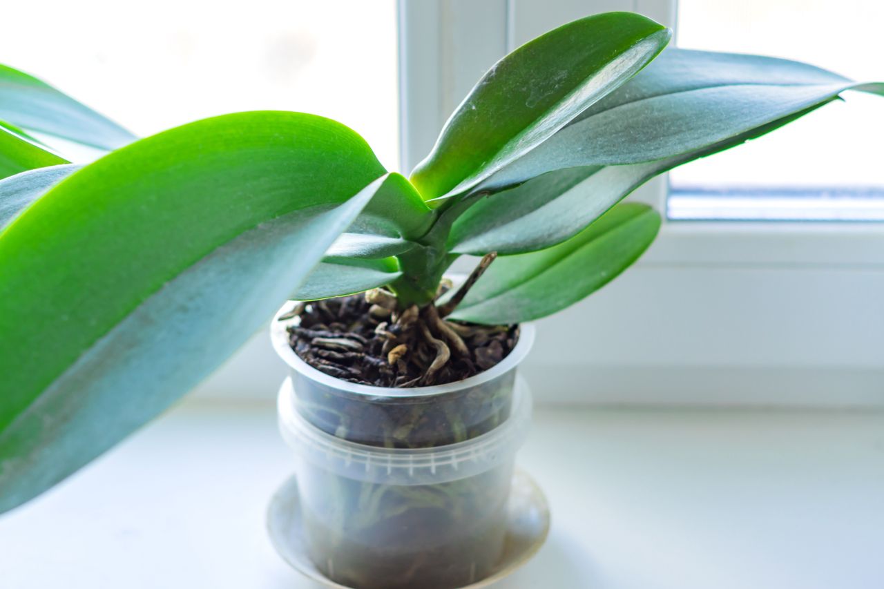 Ensuring orchid vitality: Mastering the ice cube technique