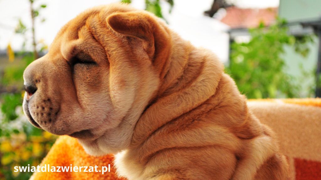 Shar Pei Szarpej