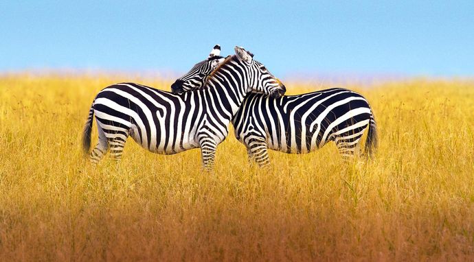 Miłosne rozgrywki zwierząt