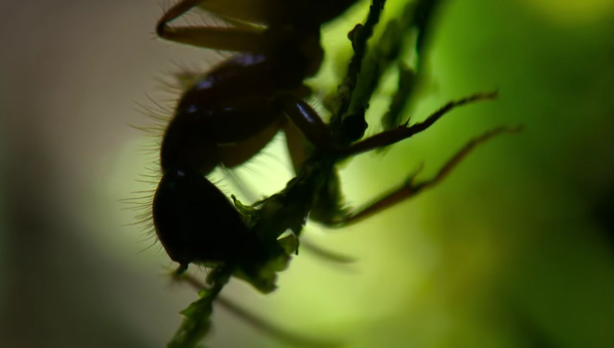 Tylko dla osób o mocnych nerwach: mrówka w ułamku sekundy staje się... grzybem