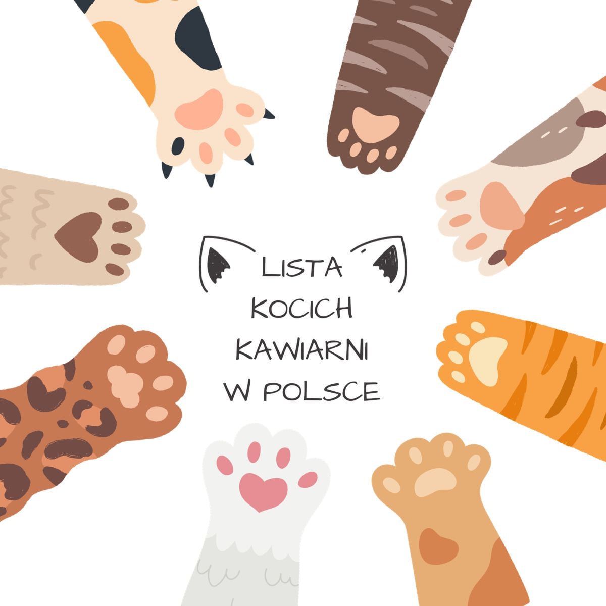 Kocia kawiarnia w Polsce – aktualna lista