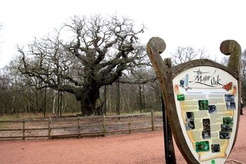 Dąb z legend o Robin Hoodzie obumarł. 1200 lat historii dobiegło końca