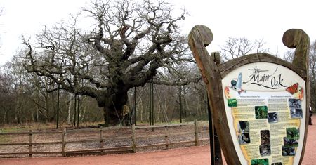 Dąb z legend o Robin Hoodzie obumarł. 1200 lat historii dobiegło końca