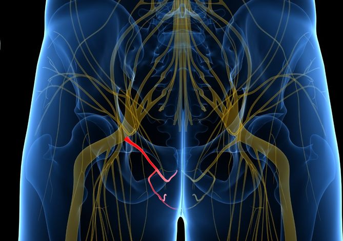 Nerw sromowy jest nerwem mieszanym, który biegnie w obrębie miednicy.