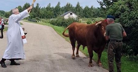 Święty Roch i błogosławieństwo bydła