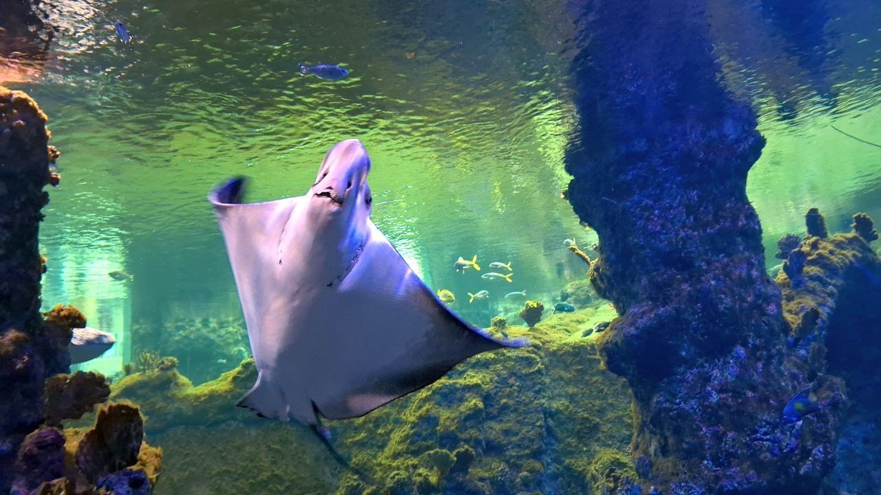 Wrocław: Afrykarium to doskonały pomysł na rodzinny wypad poza miasto. Tu jest pięknie i ciepło! Idealnie na jesień