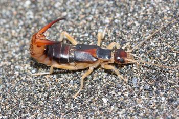 W Polsce nie ma większego. Po zmroku wychodzi na żer