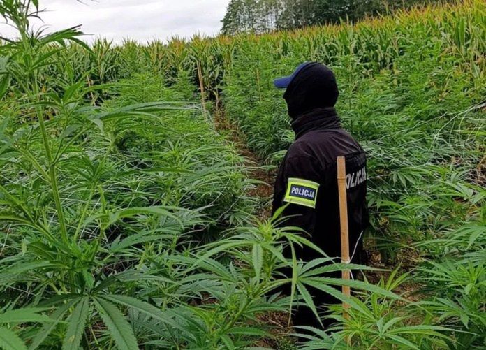 Jarosław: Kukurydza tylko przykrywką! Policja zlikwidowała ogromną plantację konopi