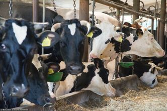 Ekstremalna susza w Hiszpanii. Hodowcy wywożą bydło do uboni